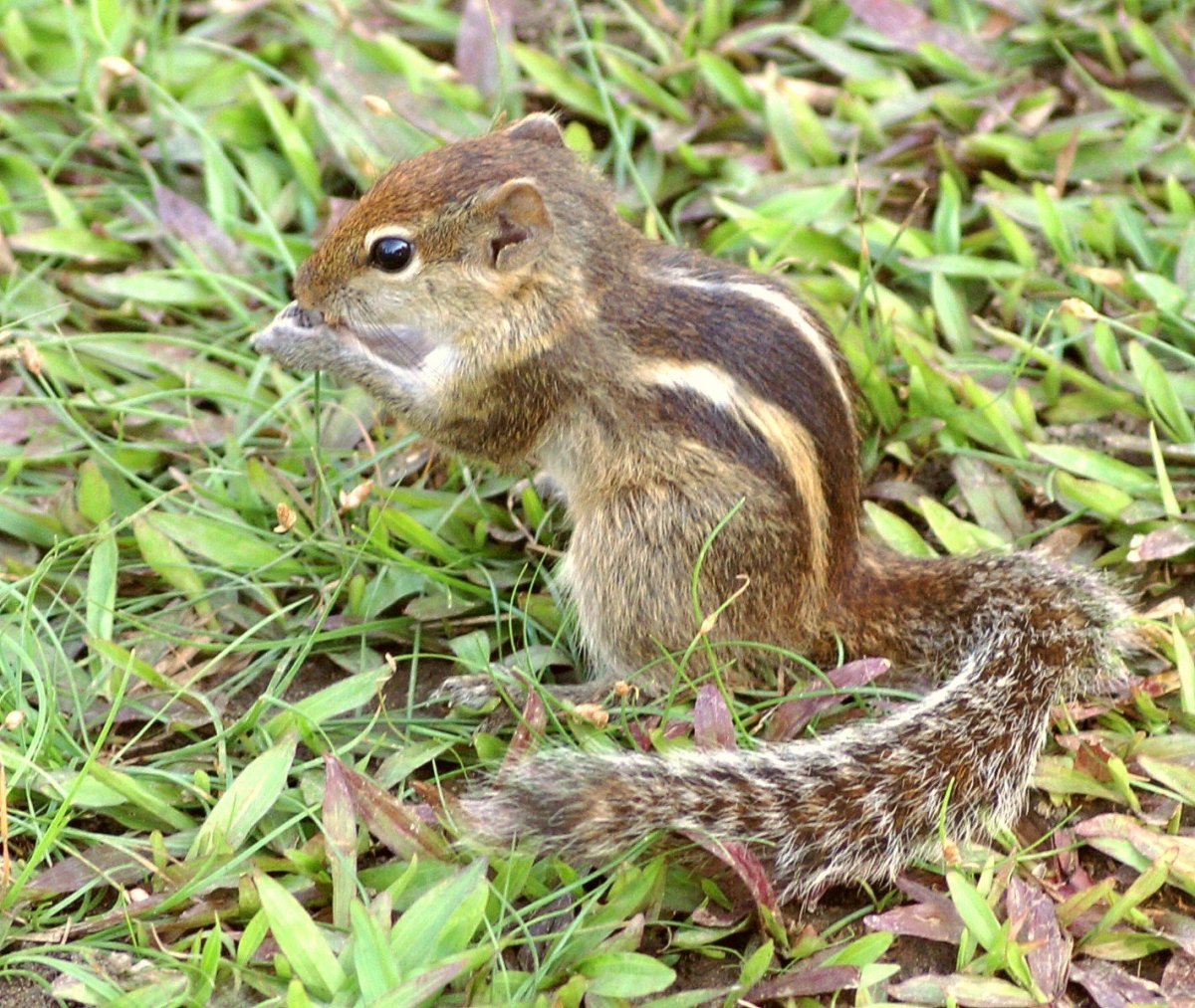 Бурундук в Чувашии