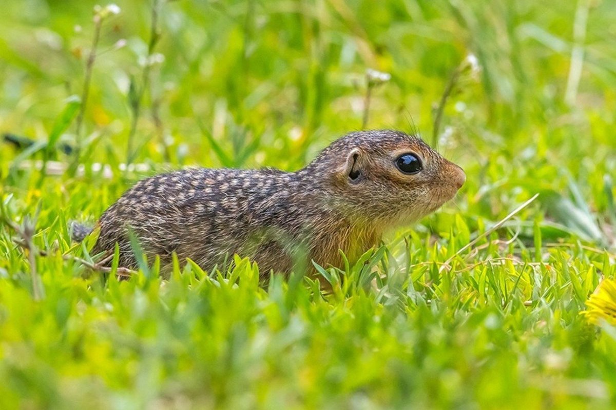 Крапчатый суслик