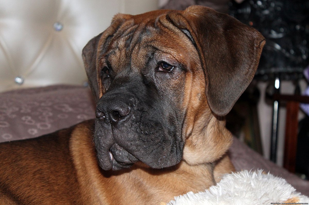 Аве Конкорд Династия