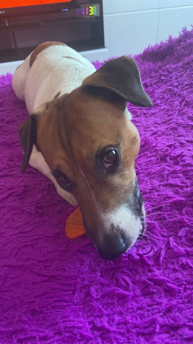 Канарский мастиф