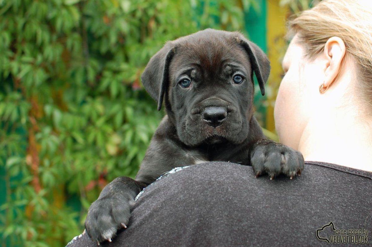 Breed порода собак