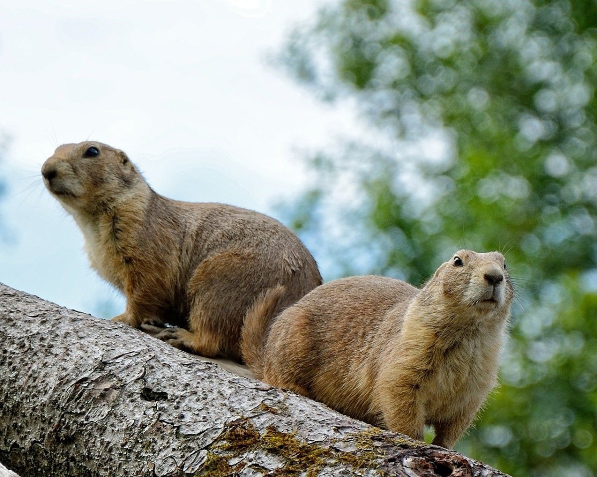 Мармот сурок