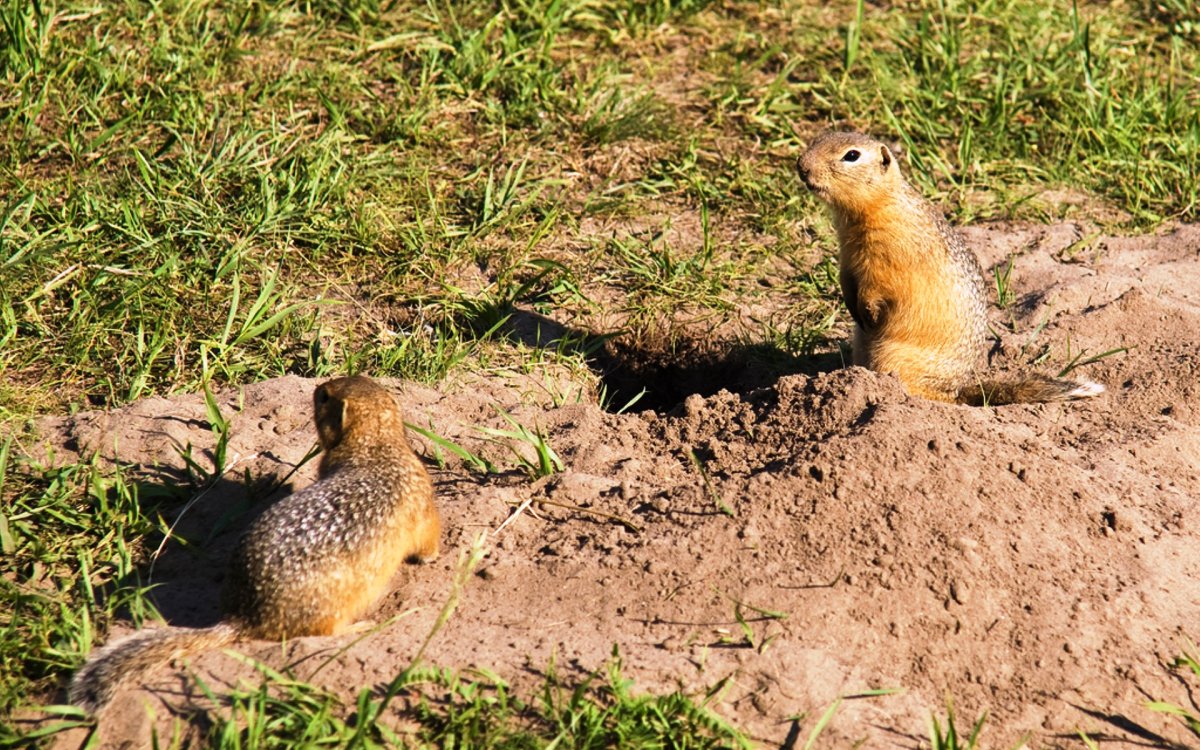 Крапчатый суслик норка