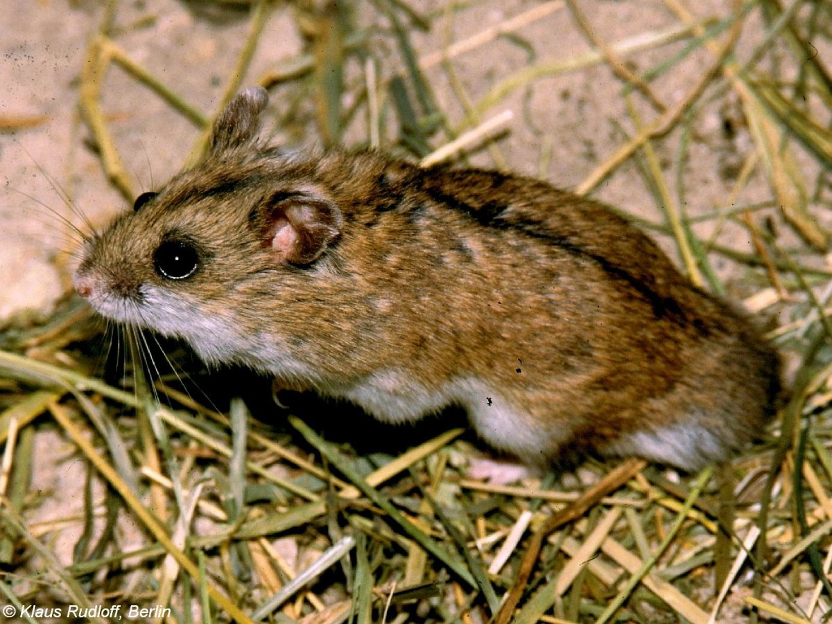 Хомячок Эверсманна