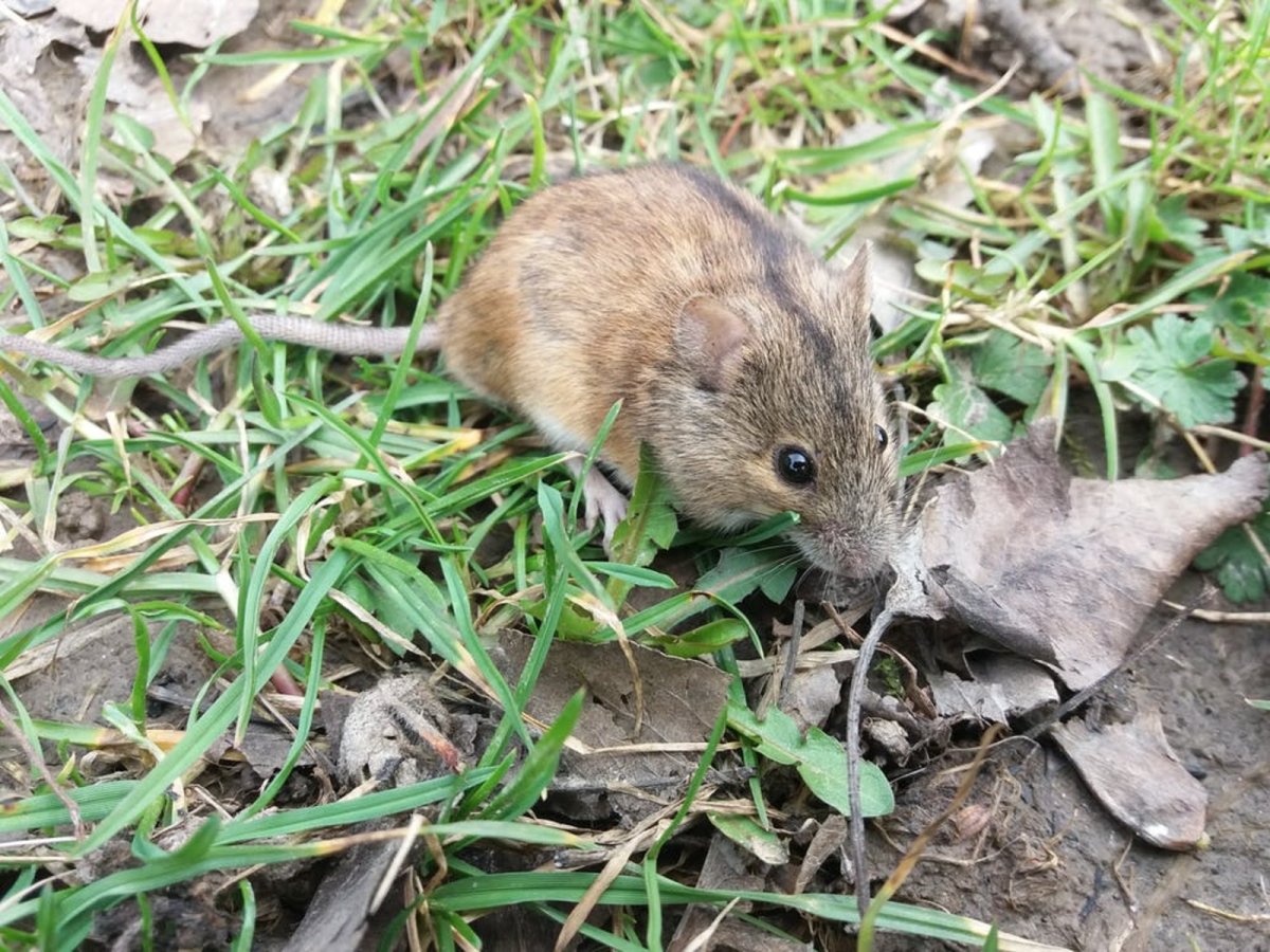 Грызуны в Татарстане