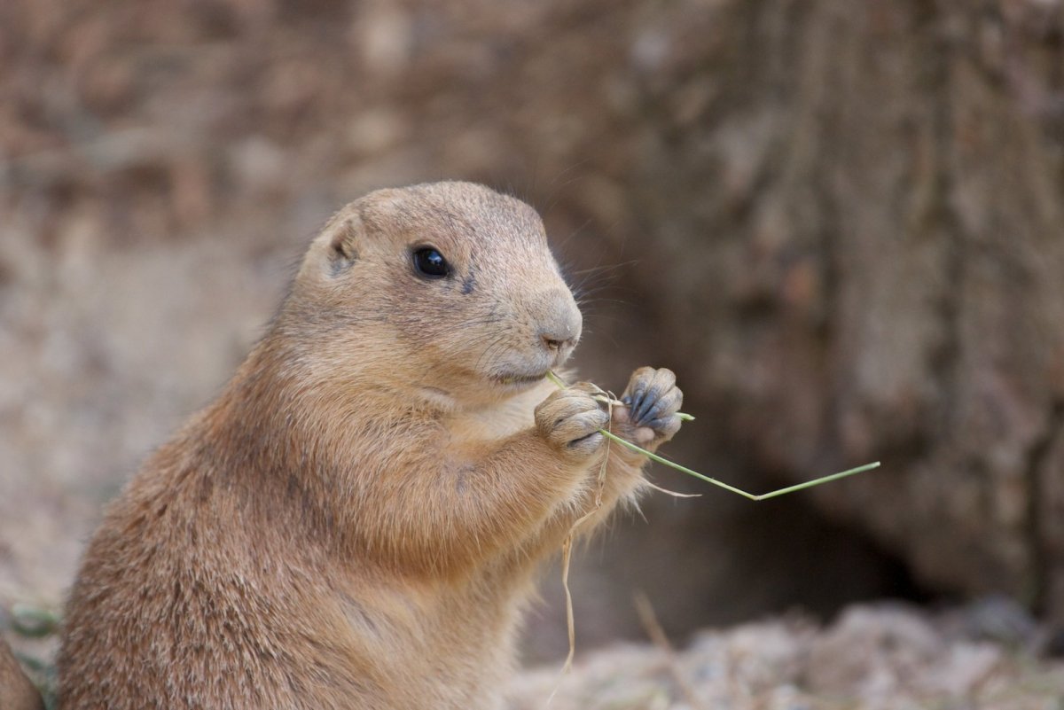 Европейский суслик (Spermophilus citellus)