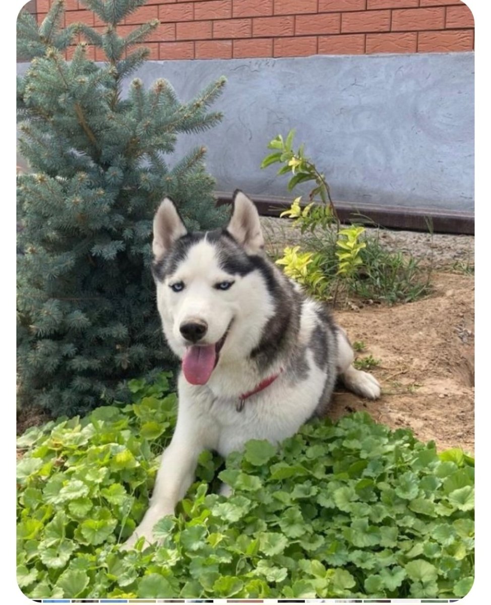 Порода собак ана Корса