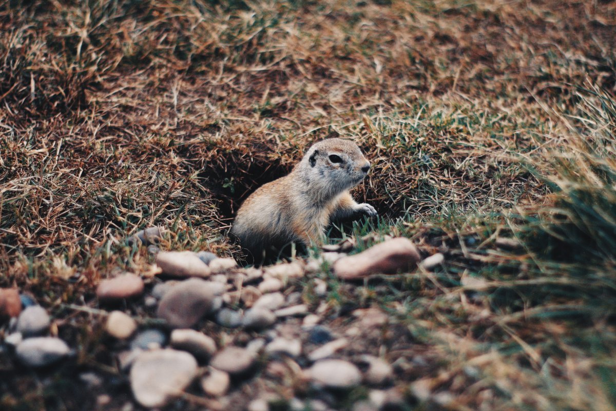 Сурки суслики тушканчики
