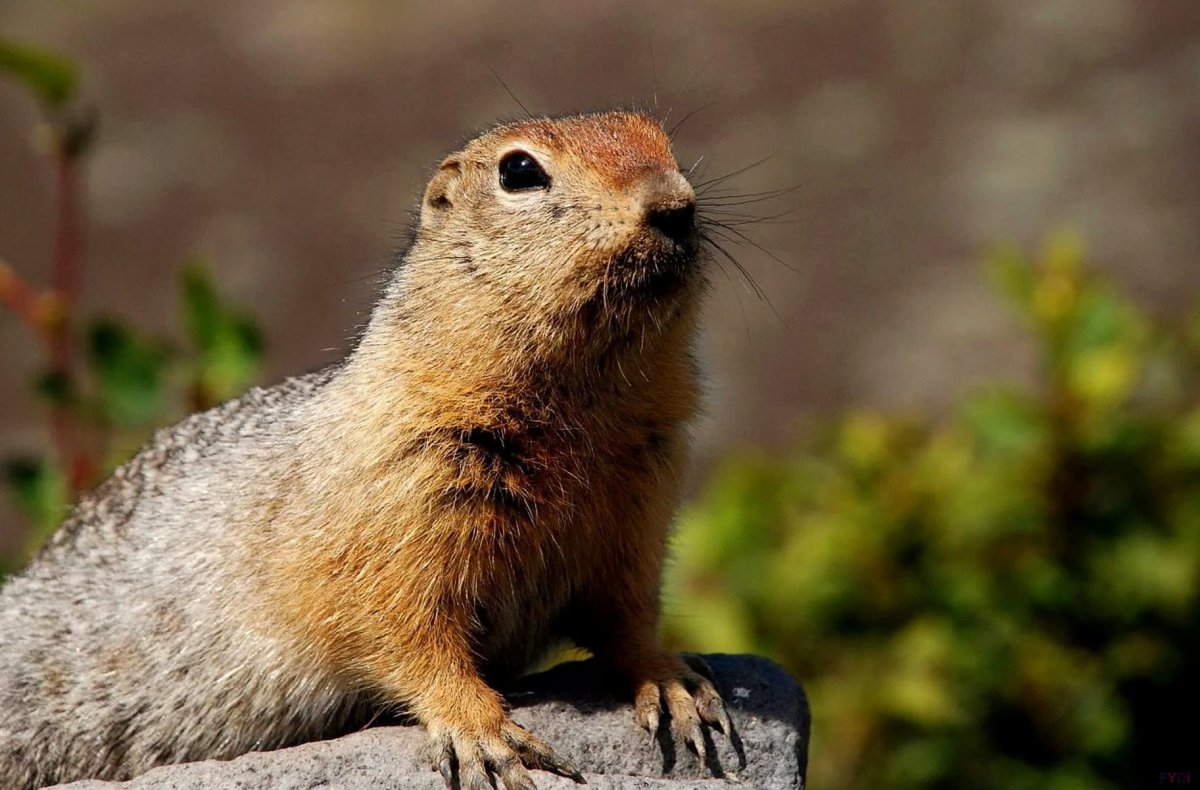 Длиннохвостый суслик