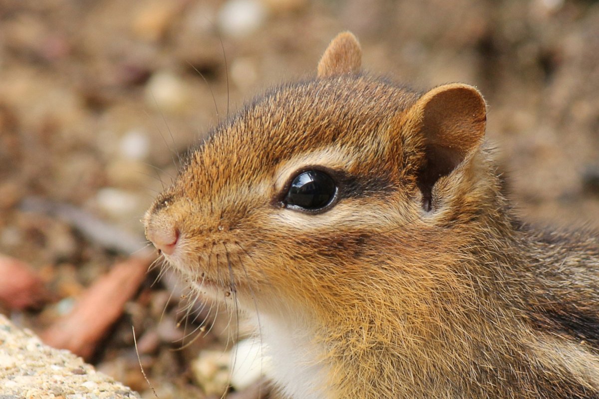 Шиншилловые бурундуки