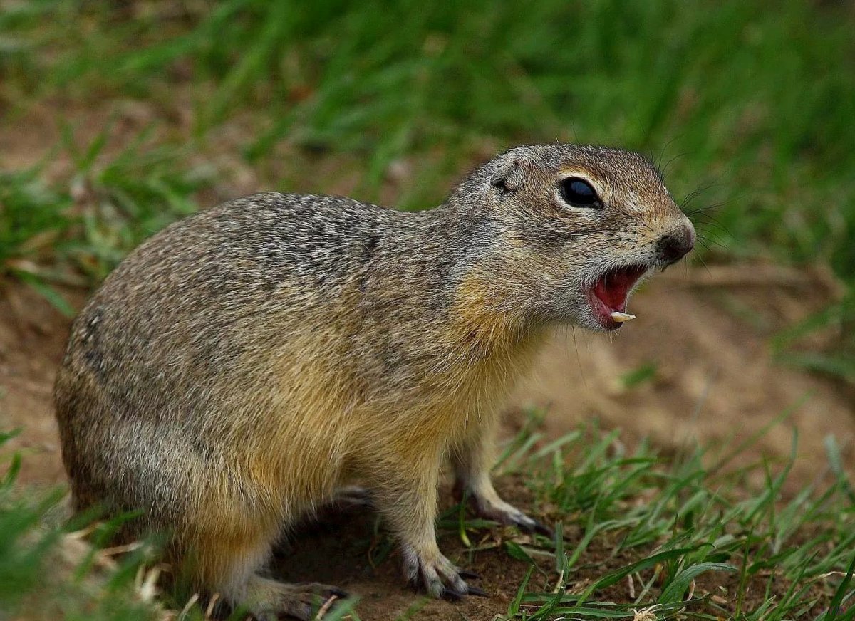 Амурский длиннохвостый суслик