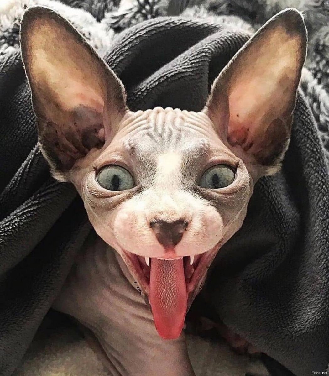 Котёнок Донского сфинкса, лысый