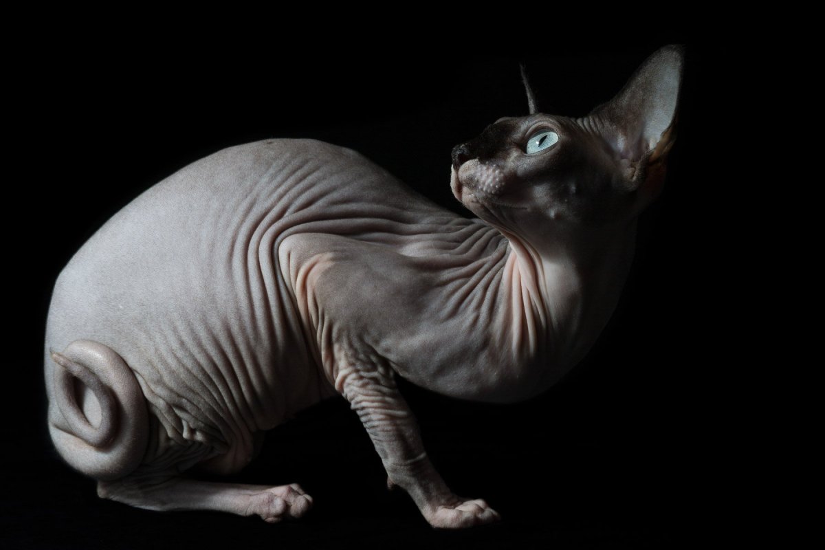 Татуированный кот сфинкс