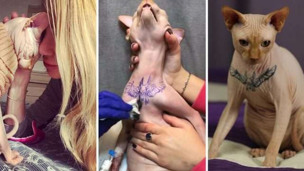 Морщинистый канадский сфинкс