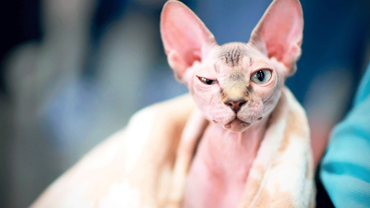 Сфинкс Локи