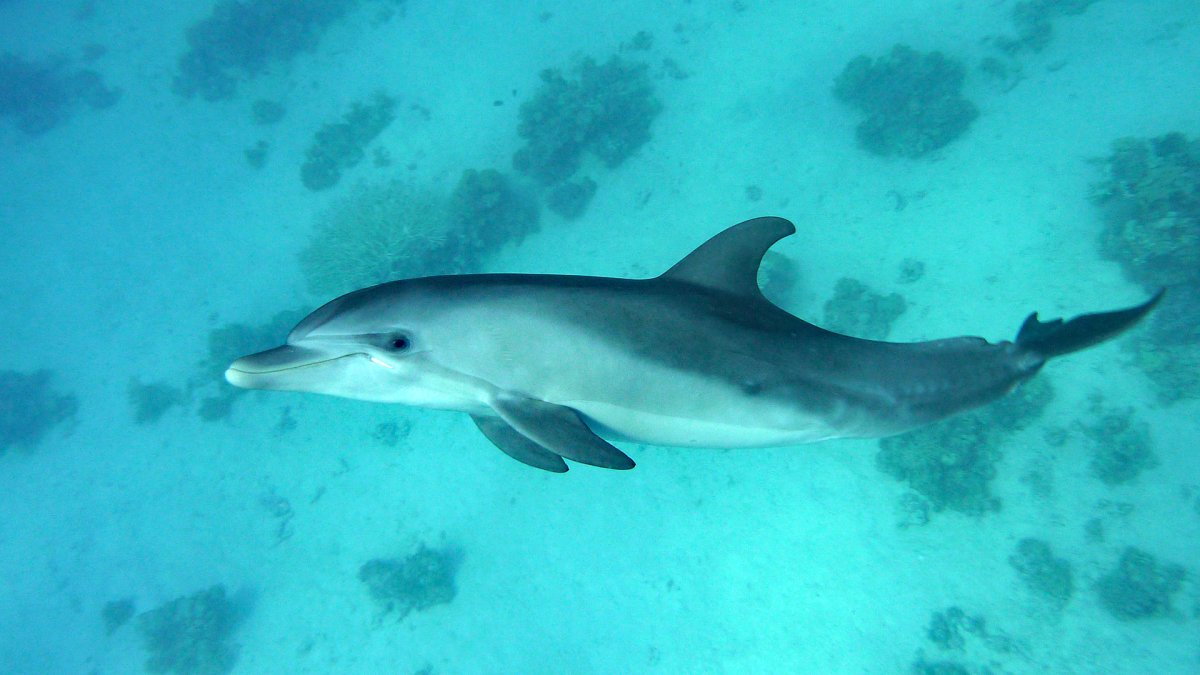 Розовыми амазонскими речными дельфинами