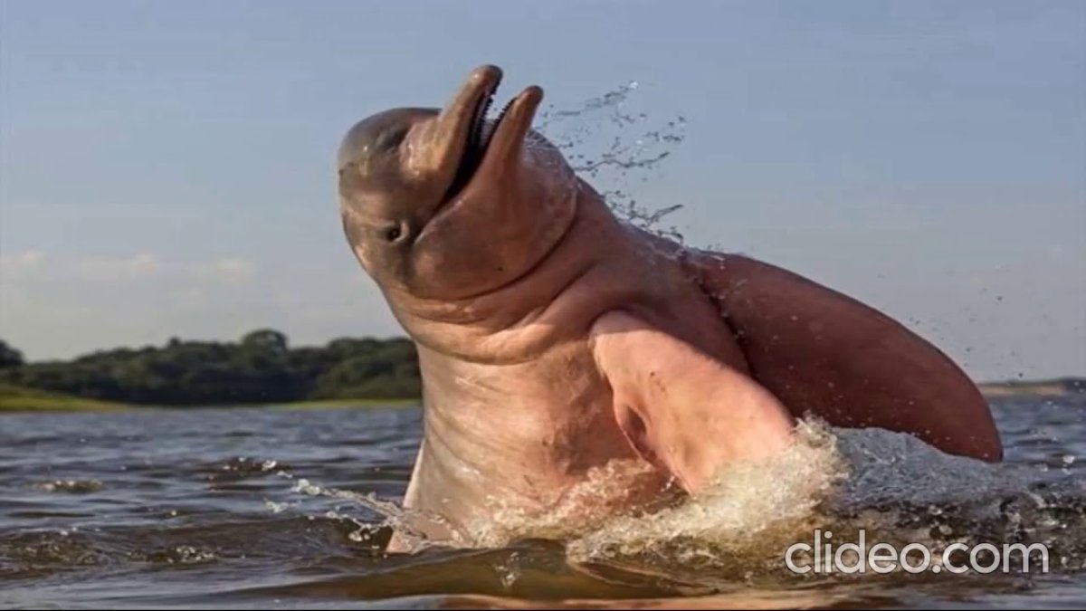 Амазонка река розовый Дельфин