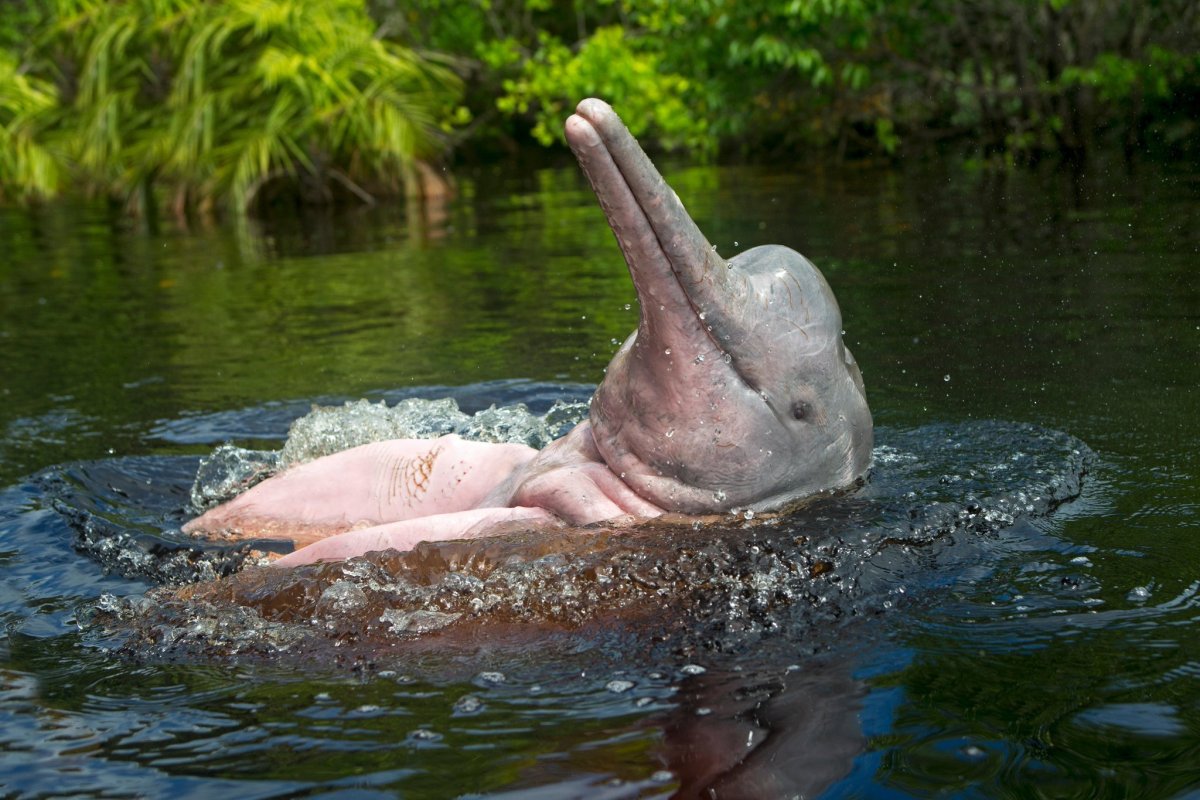 Амазонка река розовый Дельфин