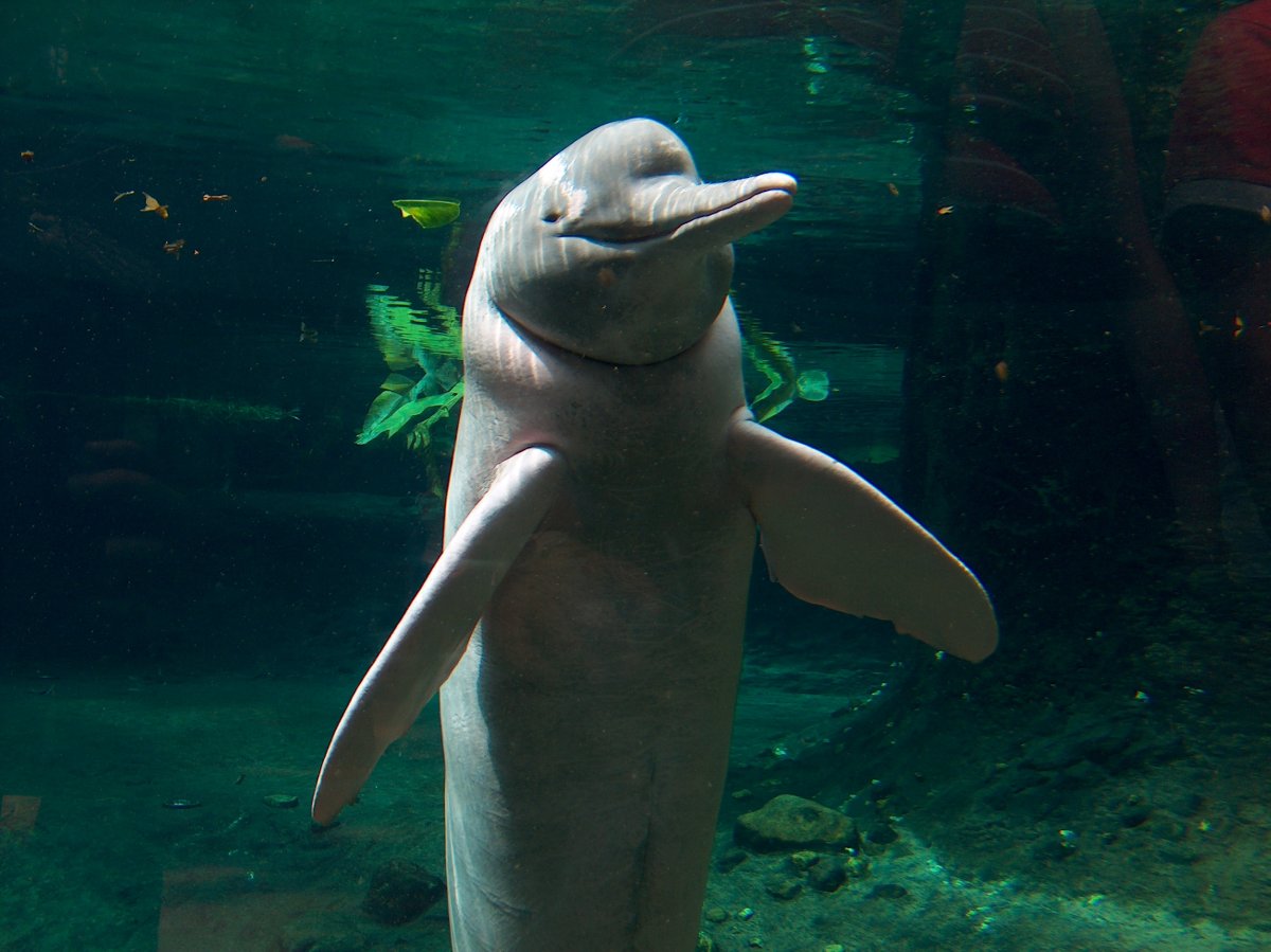 Сусук Дельфин Речной