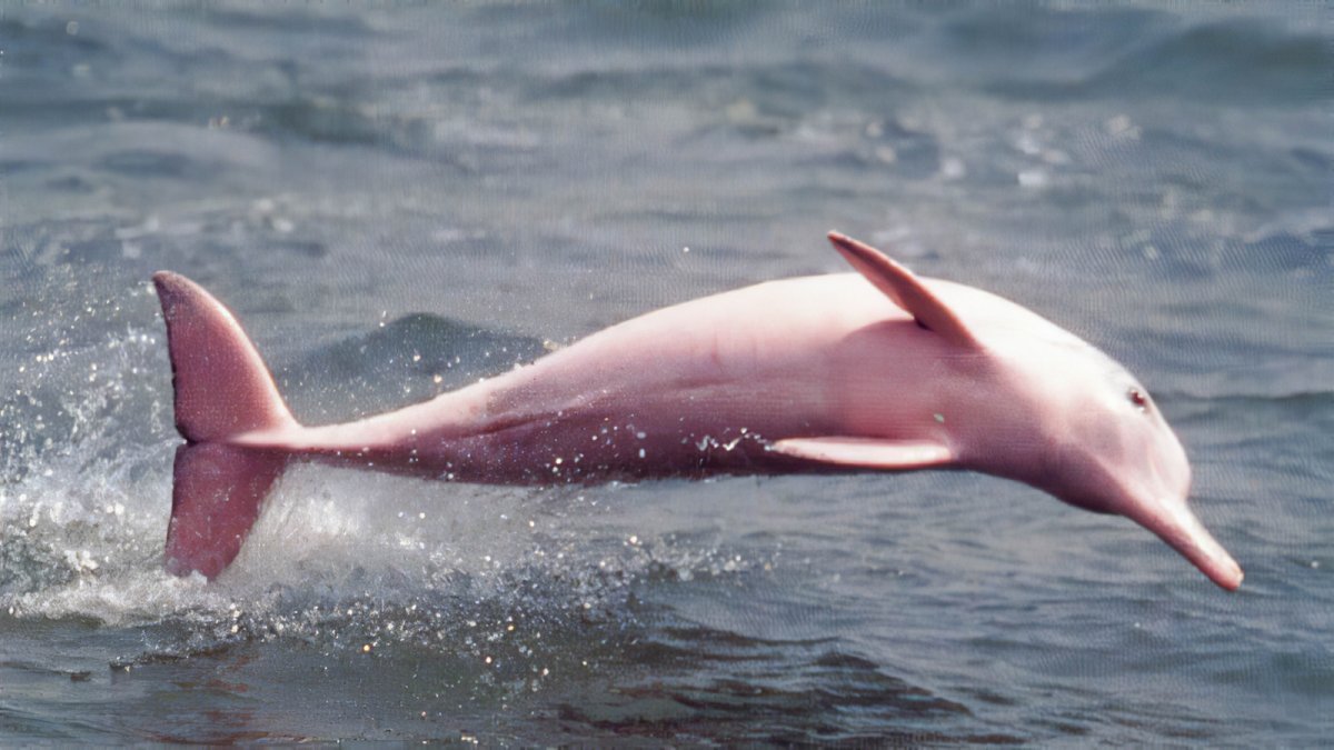 Амазонский Дельфин фонтан