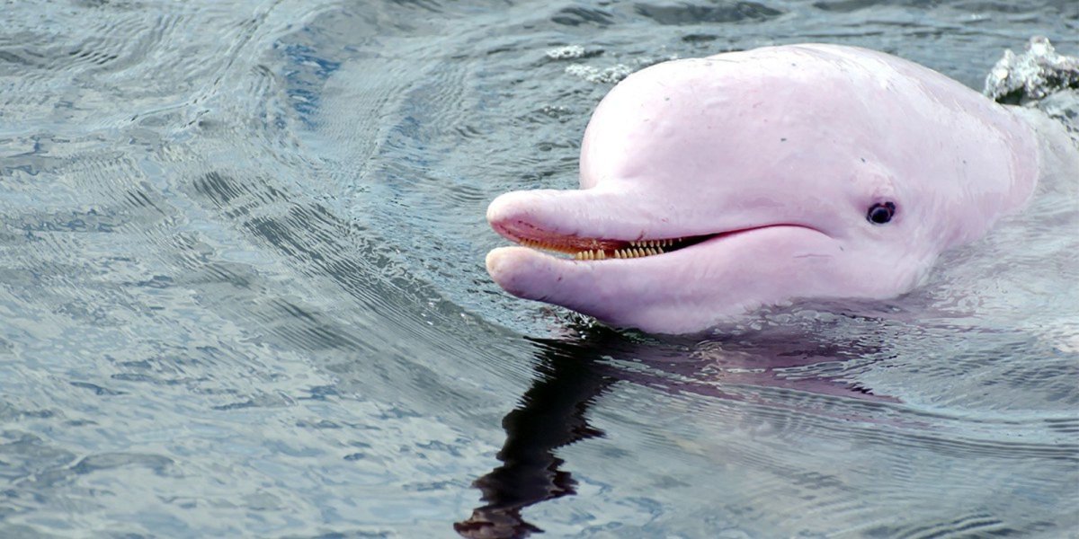 Розовыми амазонскими речными дельфинами