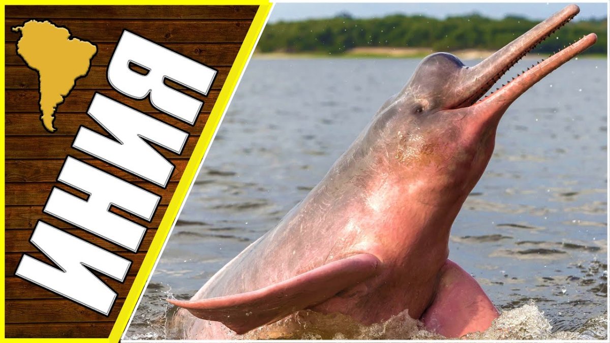 Дельфины теплокровные