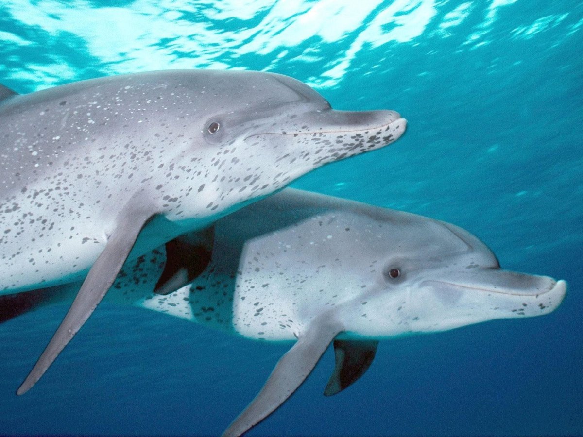 Amazon River Dolphin