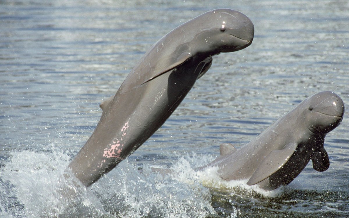 Афалина альбинос