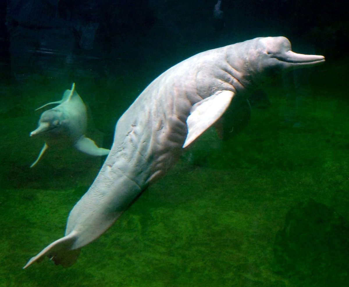 Розовый Дельфин альбинос