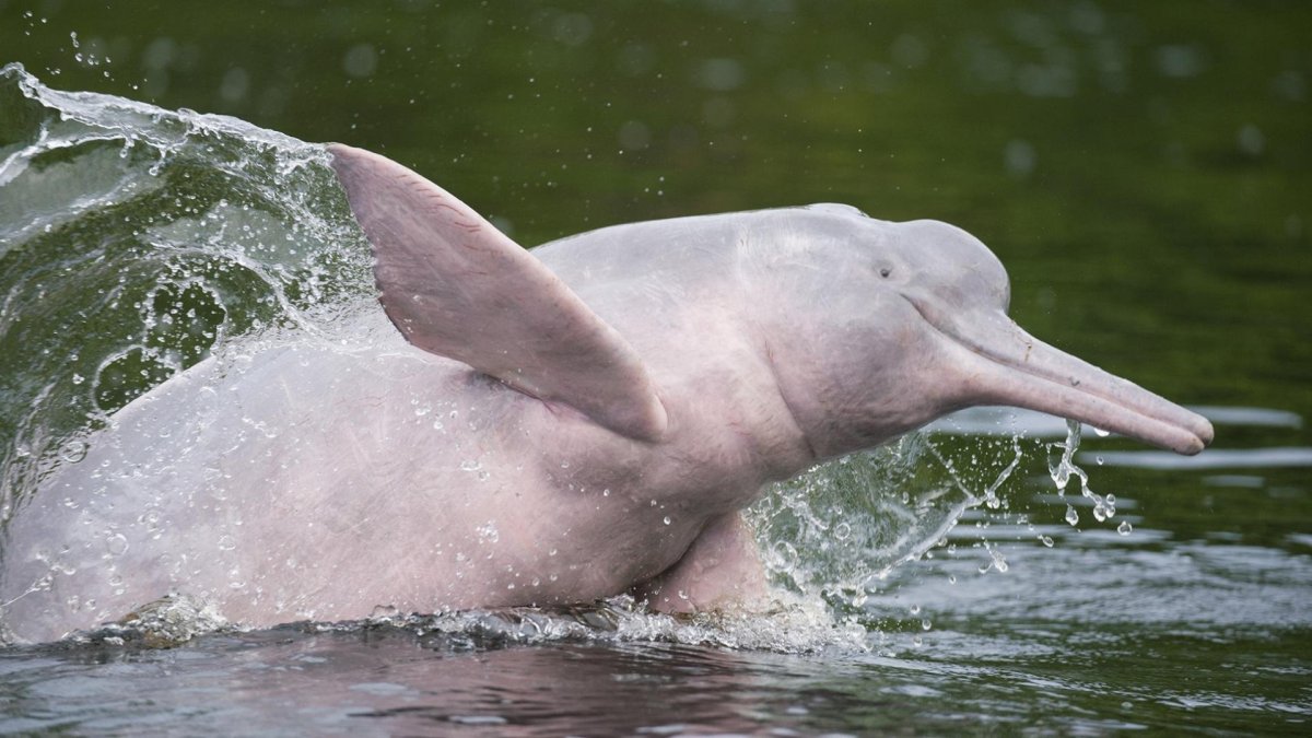 Розовый амазонский Дельфин