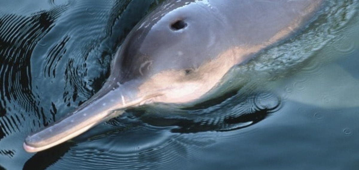 Китайский Дельфин Байджи