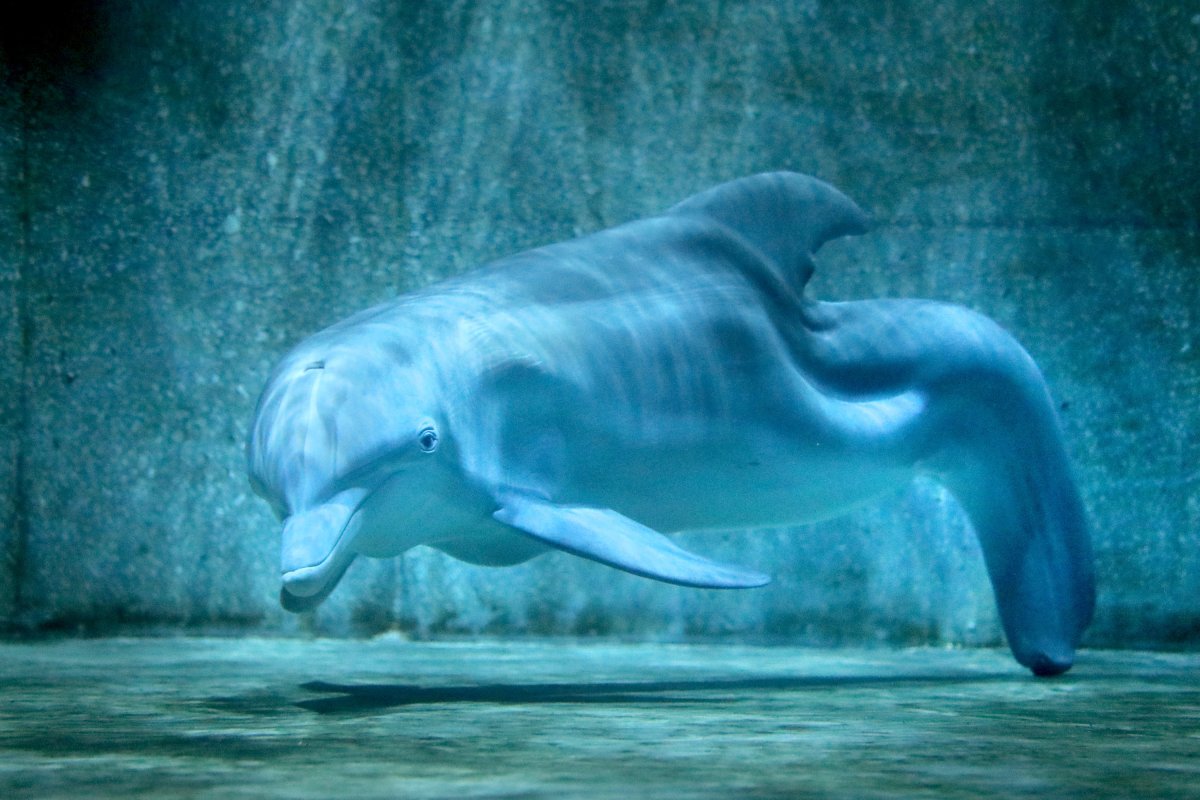 Розовыми амазонскими речными дельфинами