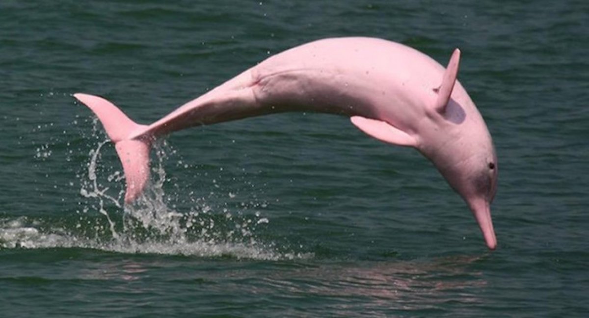 Розовый Дельфин амазонки