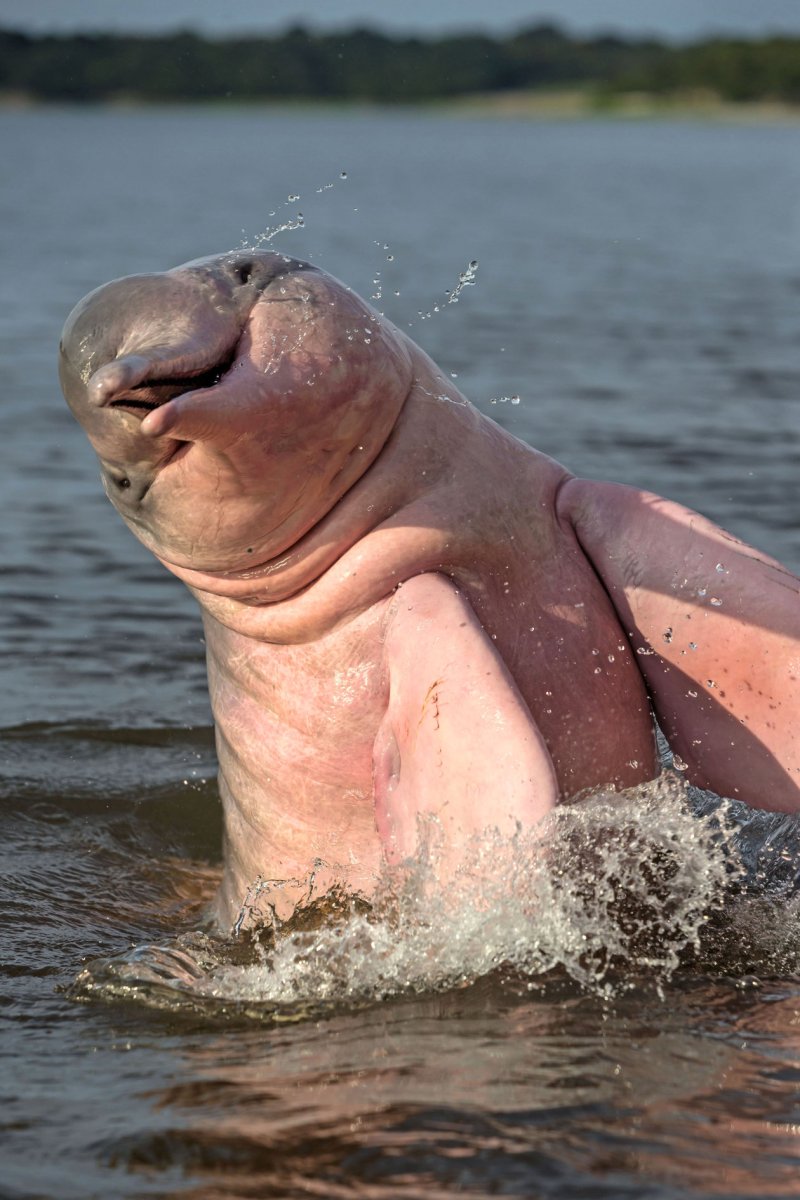 Атлантический белобокий Дельфин