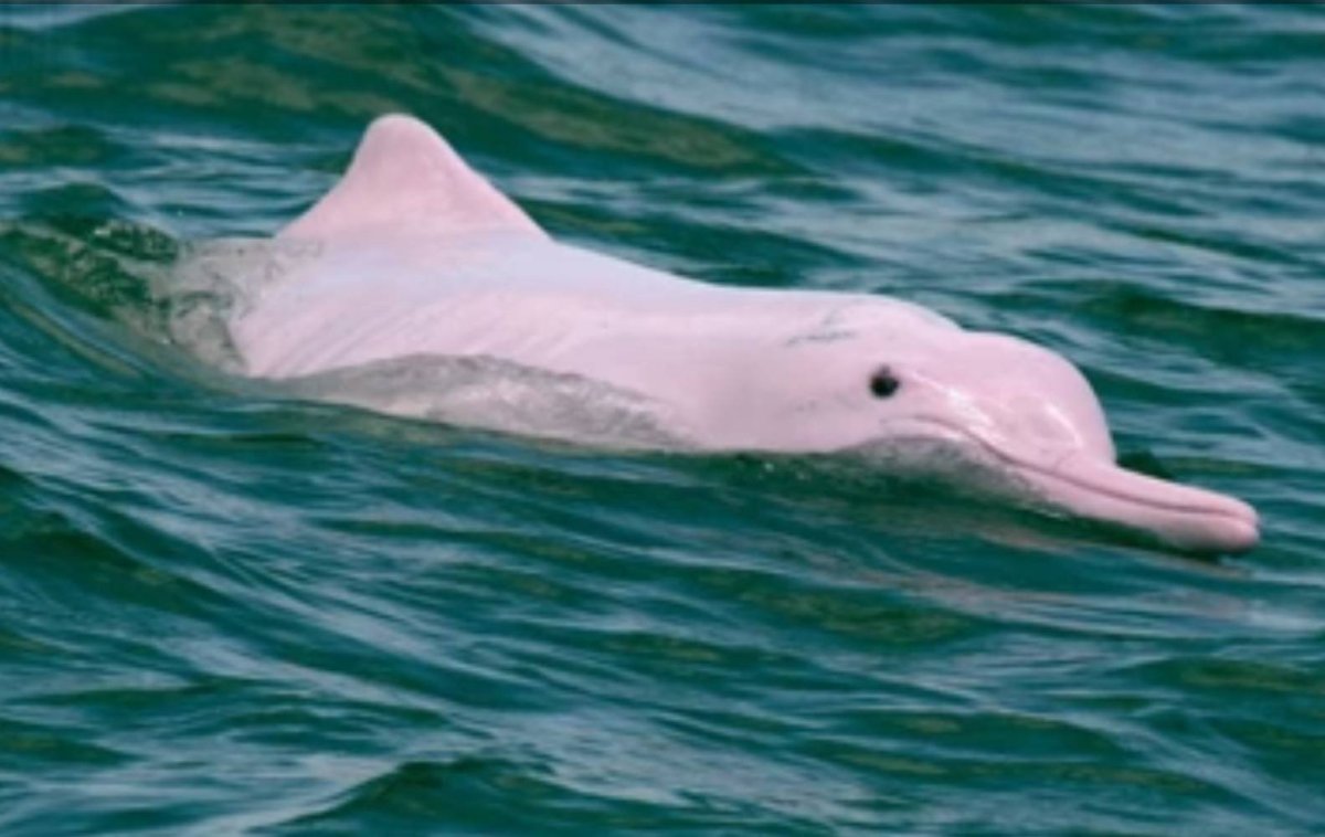 Афалина альбинос