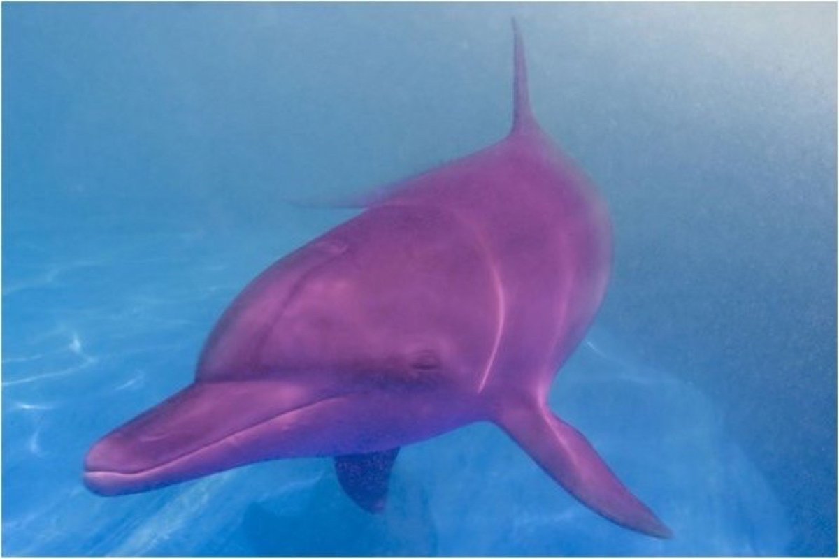 Амазонский Дельфин-альбинос