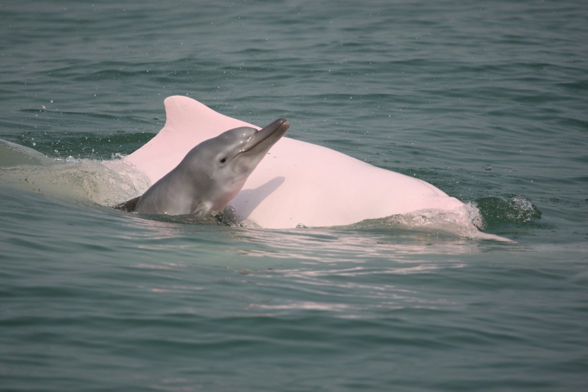 Иния дельфин