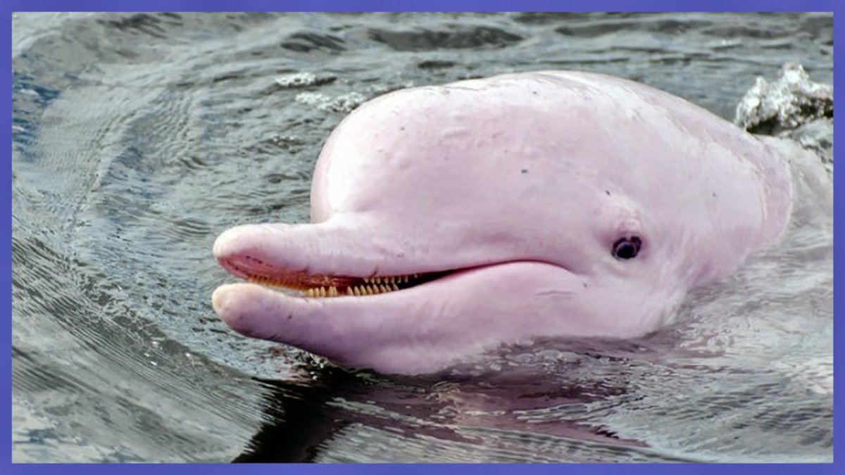 Речной Дельфин джунгли