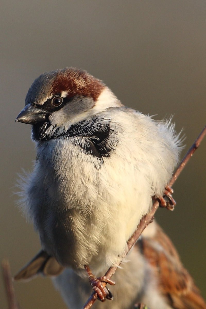 Японский Воробей