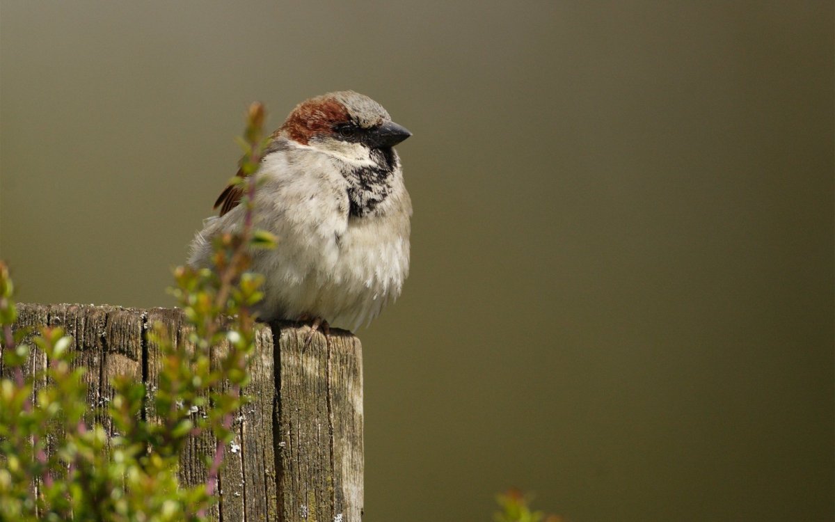 Фон для презентации Воробей