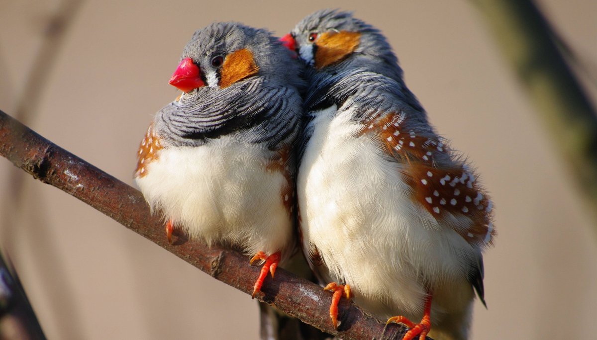 Нахохлившийся Воробей