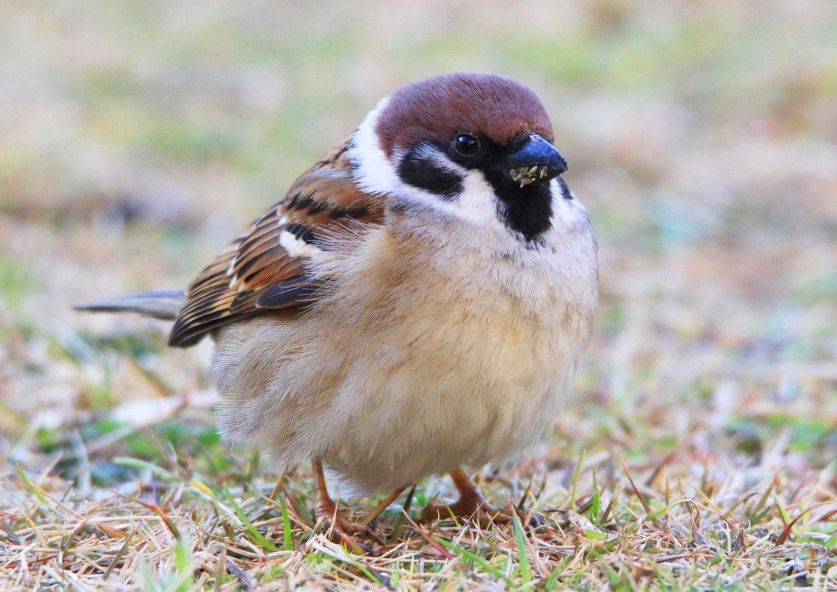 Воробьи в Северной Америке