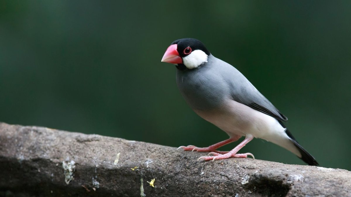 Смешной Воробей