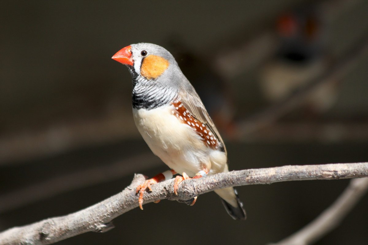 Воробьи на изгороди