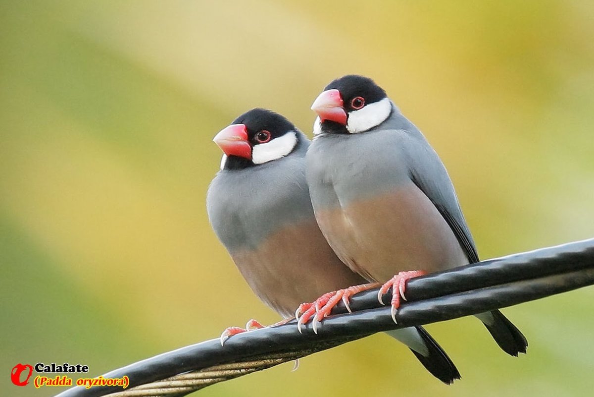 Смешной Воробей