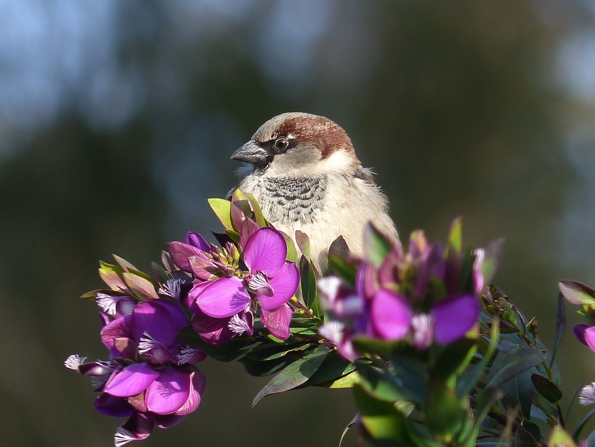 Попугай амадина зебровая