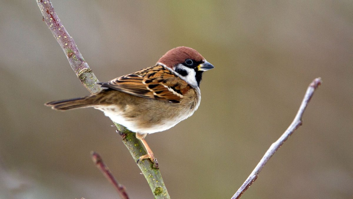 Толстый Воробей