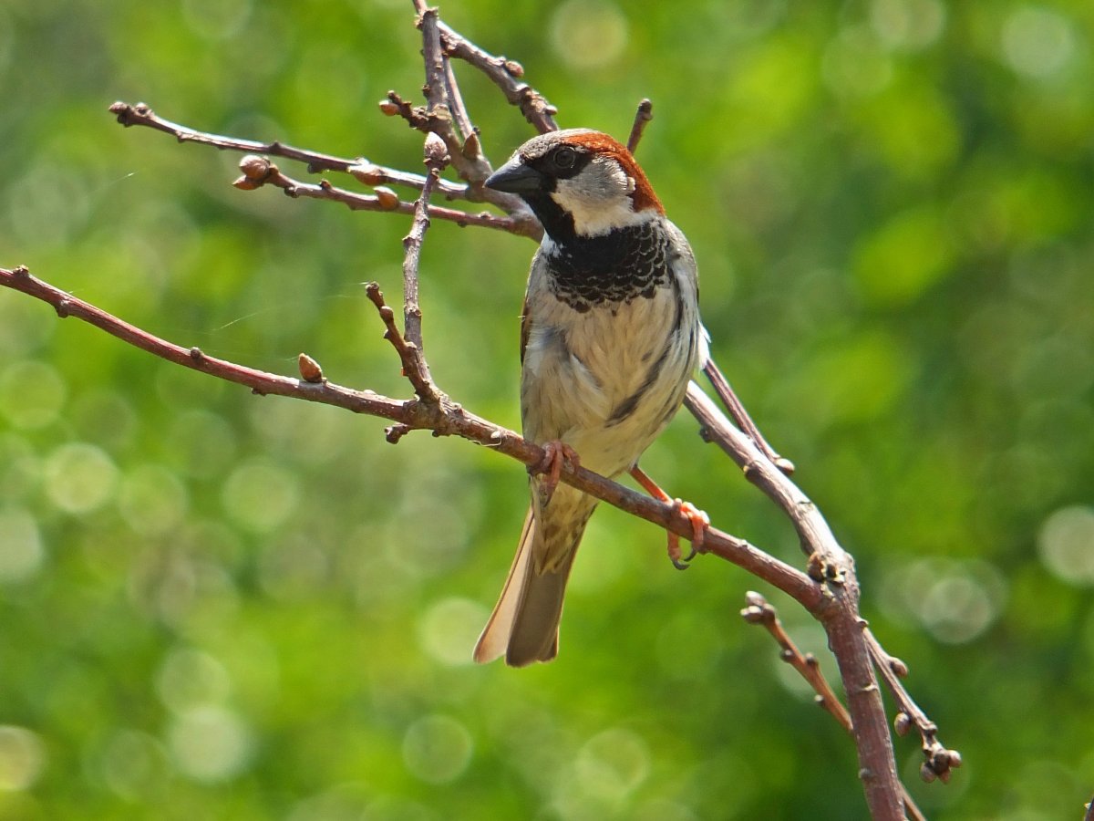 Воробей и воробышек