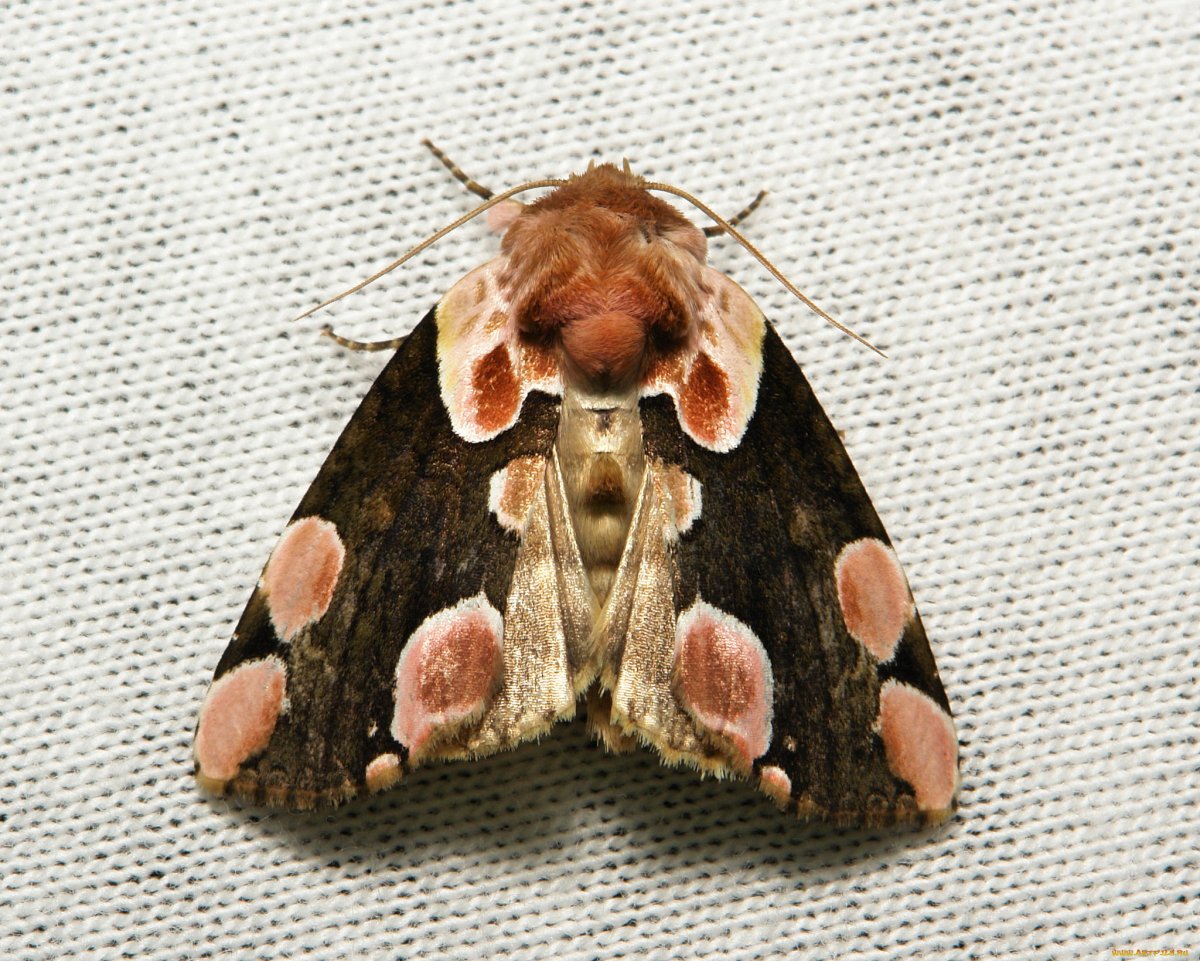 Noctuid моль.