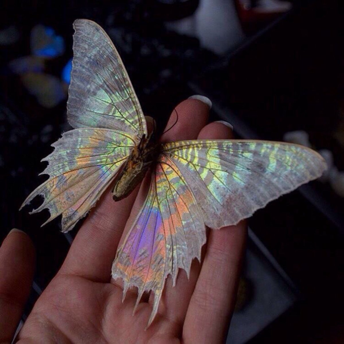 Ночные мотыльки пастель